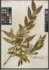 Foto von Salix serissima (L. H. Bailey) Fern.
